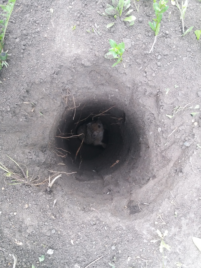 �������� �������� �����. ����, ��������, ����������, ���