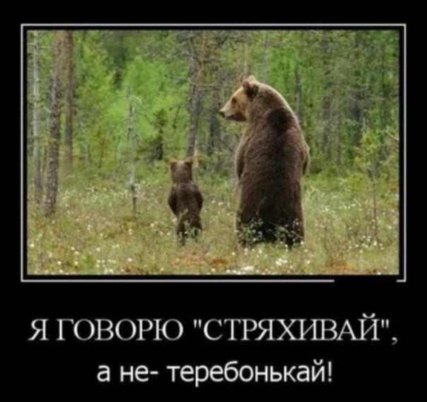 Father does not teach bad things - The Bears, Demotivator, Forest