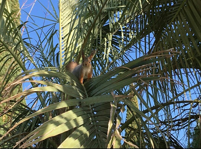 Squirrels on palm trees. - My, Squirrel, Date palm, Sochi, New house