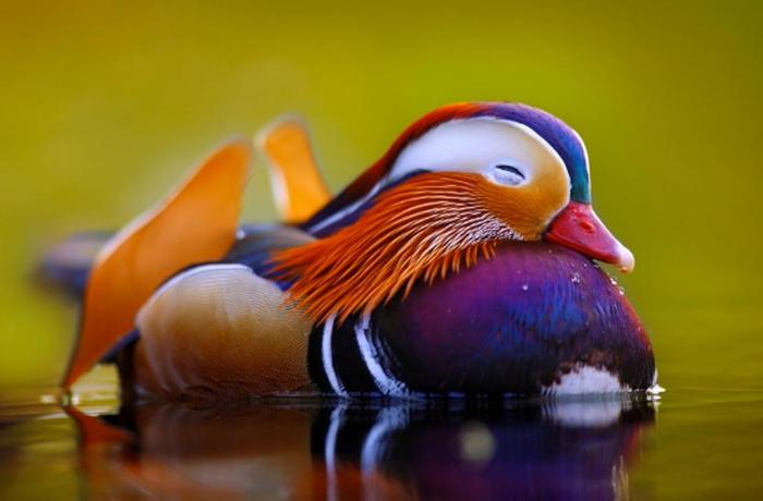 cute tangerines - Duck, Birds, Tangerines, Mandarin duck, Nature, Chinese, Longpost