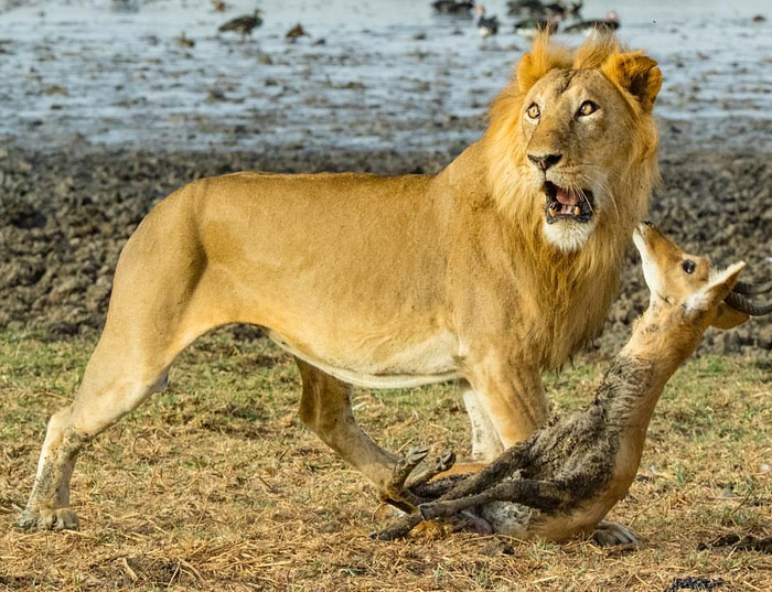 В подкидного