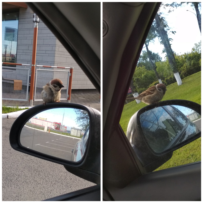 Does the man have seeds? What if we find it? - My, Gopniks, Sparrow