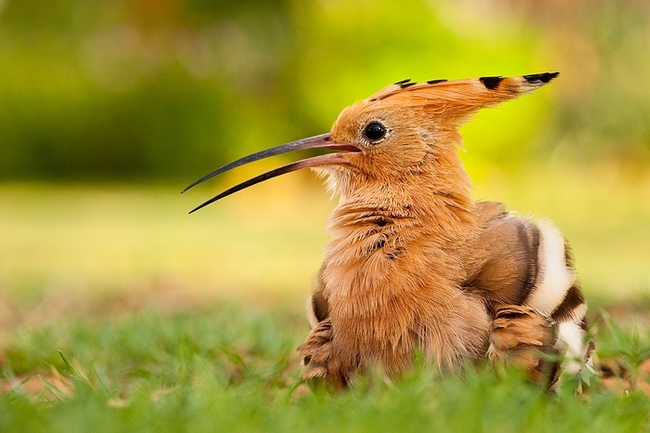 Hoopoe - Birds, Hoopoe, Nature