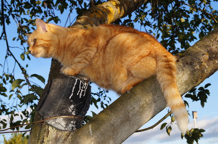 Tree cat. - My, cat, Apple tree