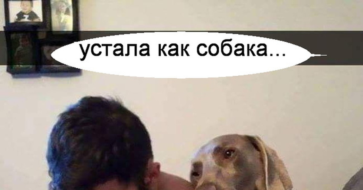 Устала как собака картинки