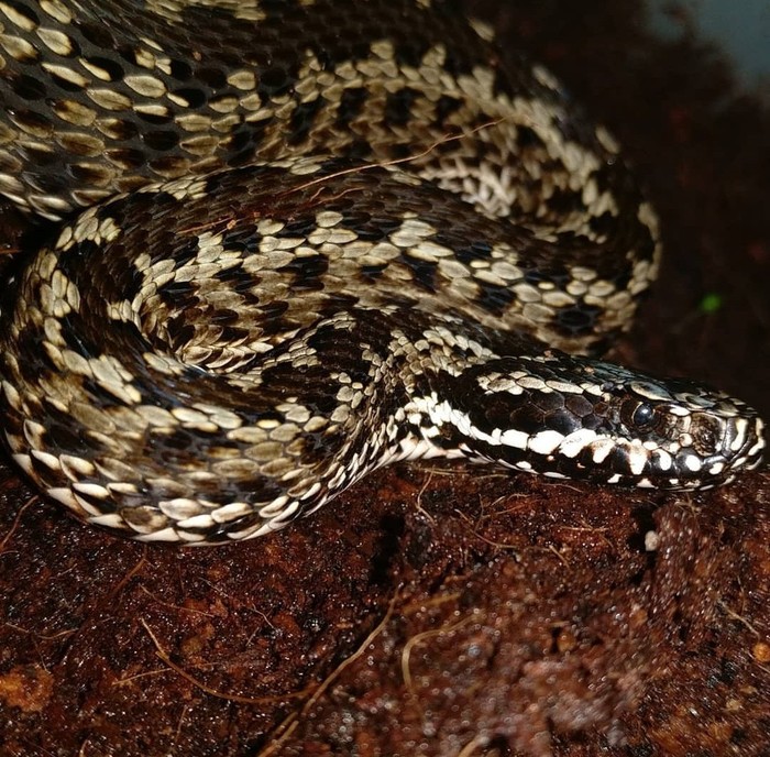 Láska k hadům je nakažlivá a člověka rychle ovlivní. Domácí mazlíčci, Zoo, Had, Dlouhý Post
