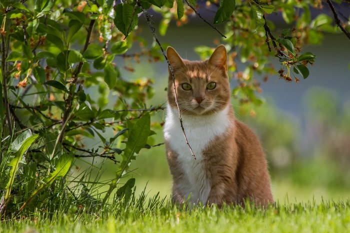 Red and white handsome man - Pets, Milota, cat