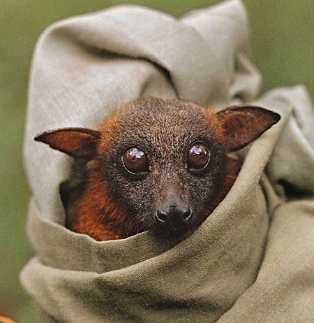 Kalong or giant flying fox. - The photo, Longpost, , Bats, Milota, Animals