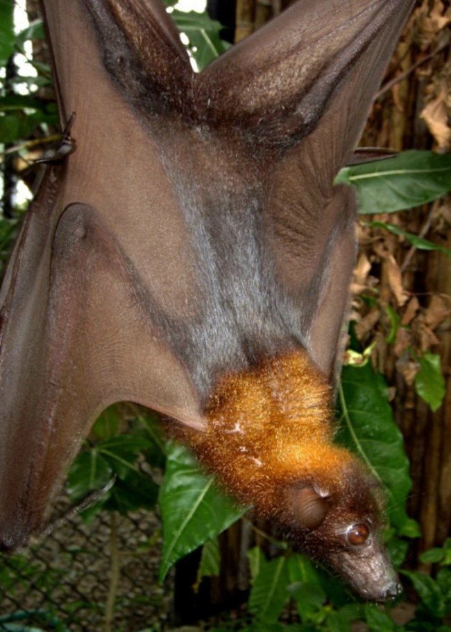 Kalong or giant flying fox. - The photo, Longpost, , Bats, Milota, Animals