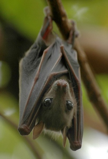 Kalong or giant flying fox. - The photo, Longpost, , Bats, Milota, Animals