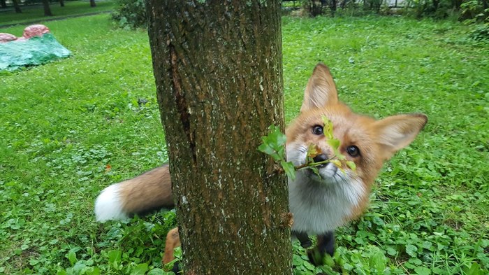 Am I good at hiding? - Images, Fox, The photo, Tiki, Domestic fox