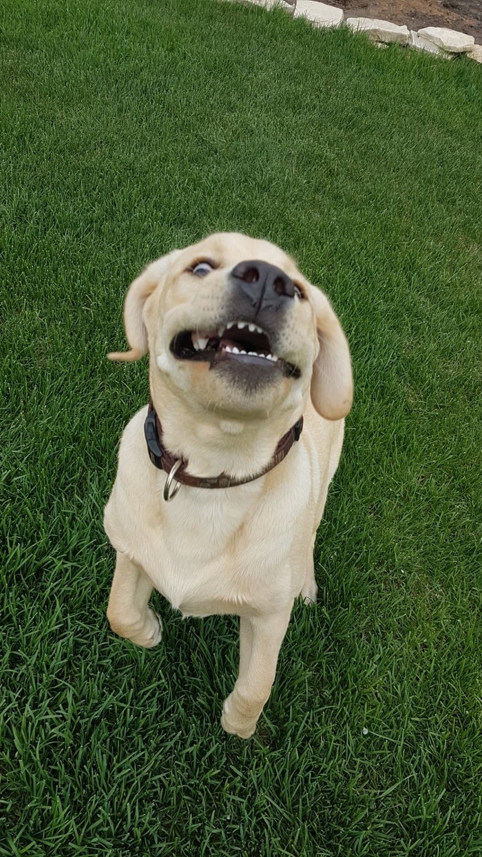 Happy Friday :) - My, Labrador, Joy, Dog