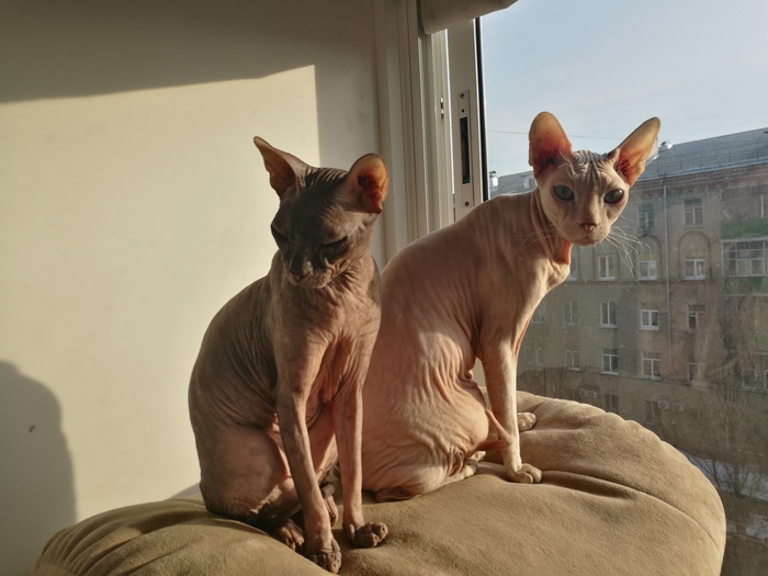 I'm sitting in the sun... - My, cat, Pusya, Basil, Burnt by the sun, Don Sphynx