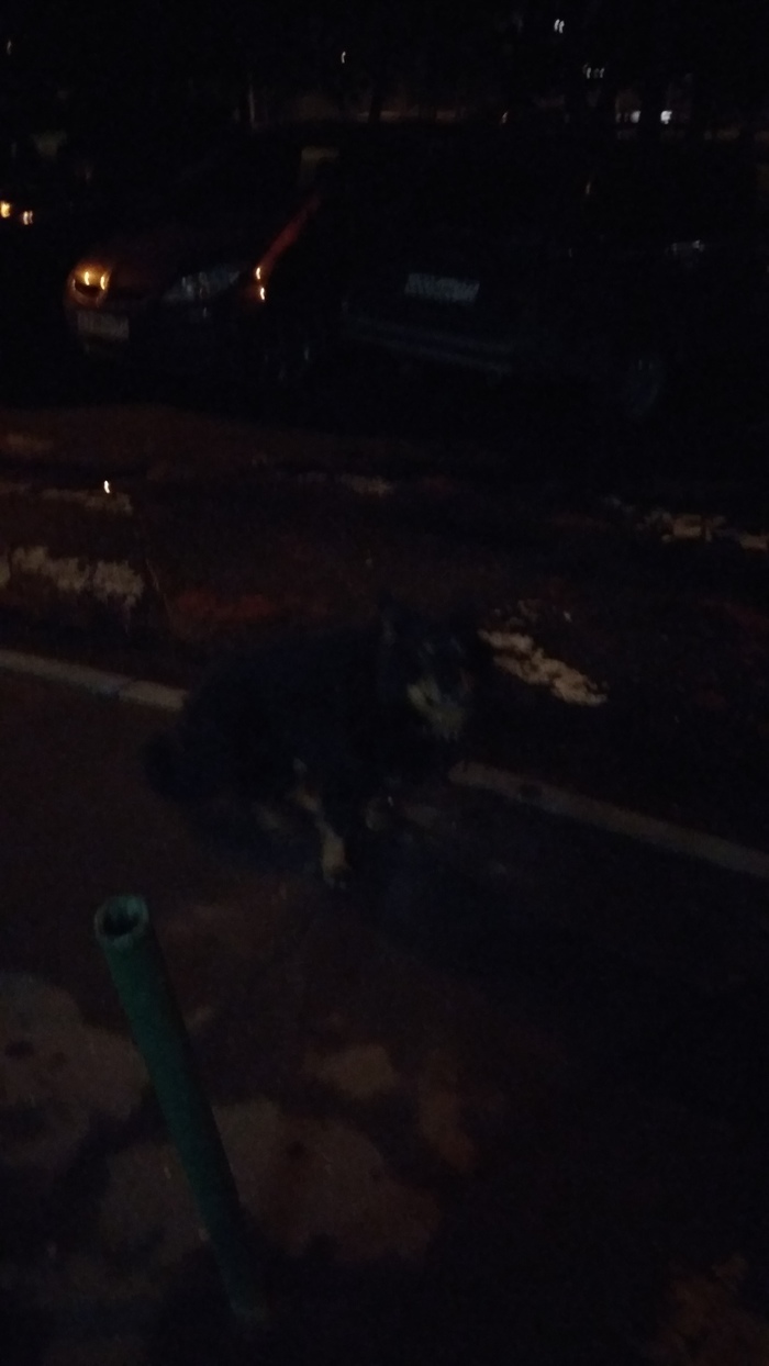 Found dog. - My, Dog, Found a dog, Moscow, Yuao, Help, Longpost, No rating