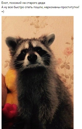 Retired raccoon - Raccoon, Screenshot