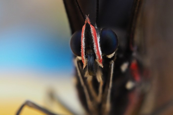 Little monster - My, Butterfly, Macro, Insects, My, Macro photography