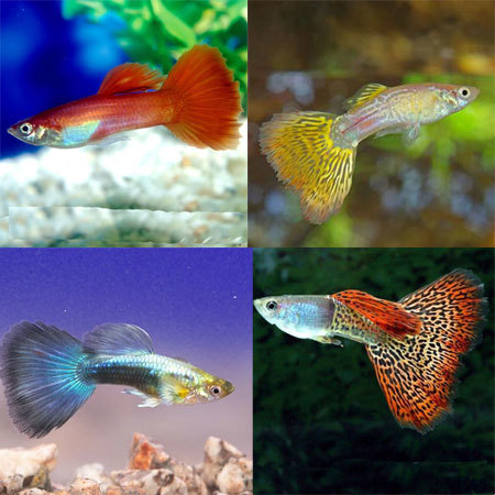 If you are interested in selection - My, A fish, Selection, Aquarium, Guppy, Cockerel fish, Longpost