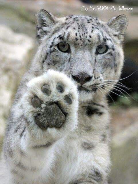 High five. - The photo, Leopard, cat, High five, Snow Leopard, Big cats, Predatory animals, Wild animals, Zoo
