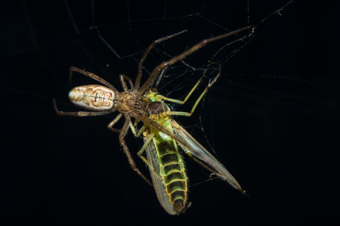 Dinner - My, Spider, Macro, Macro photography, Mosquitoes, Night, Web, Insects, Nature