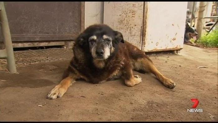 Photo of the world's oldest dog Maggie Kelpie at age 30, Australia. - Dog, Old age, Age, Long-liver, The photo