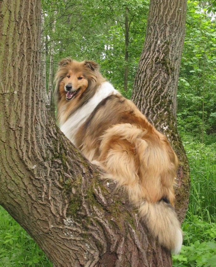 Squirrel) - My, Collie, Dog, Pets