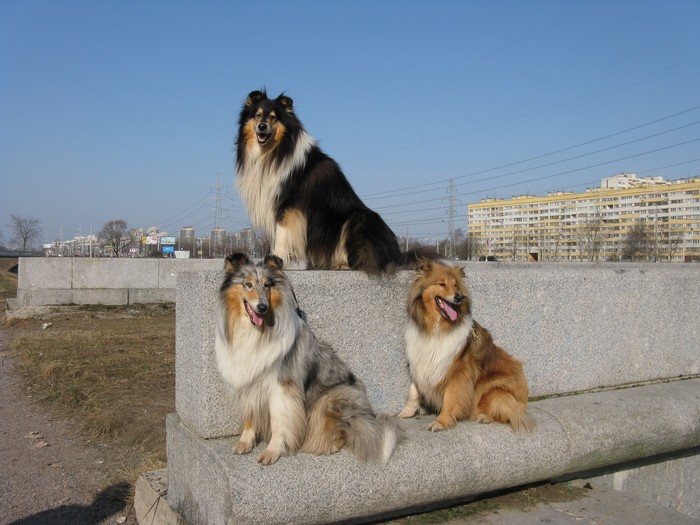 Tricolor - My, Collie, Pets, Dog