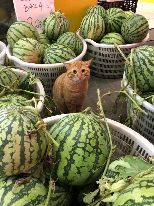 Хозяин, может, корову заведем? - Кот, Арбуз