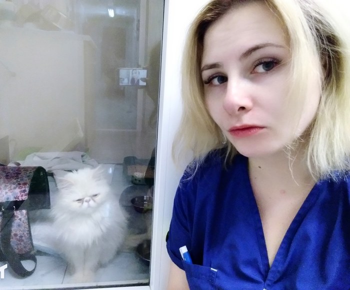 Mood - kitty in quarantine - when all your friends rush to Starcon. - My, Starcon, Starcon2018, Veterinary, Persian cat, cat