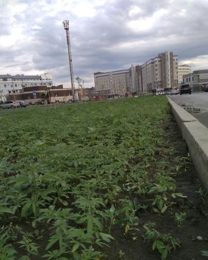 Hemp field has grown in the area of ??the Supreme Court of Khakassia - Town, Hemp, Khakassia, Supreme Court, Longpost