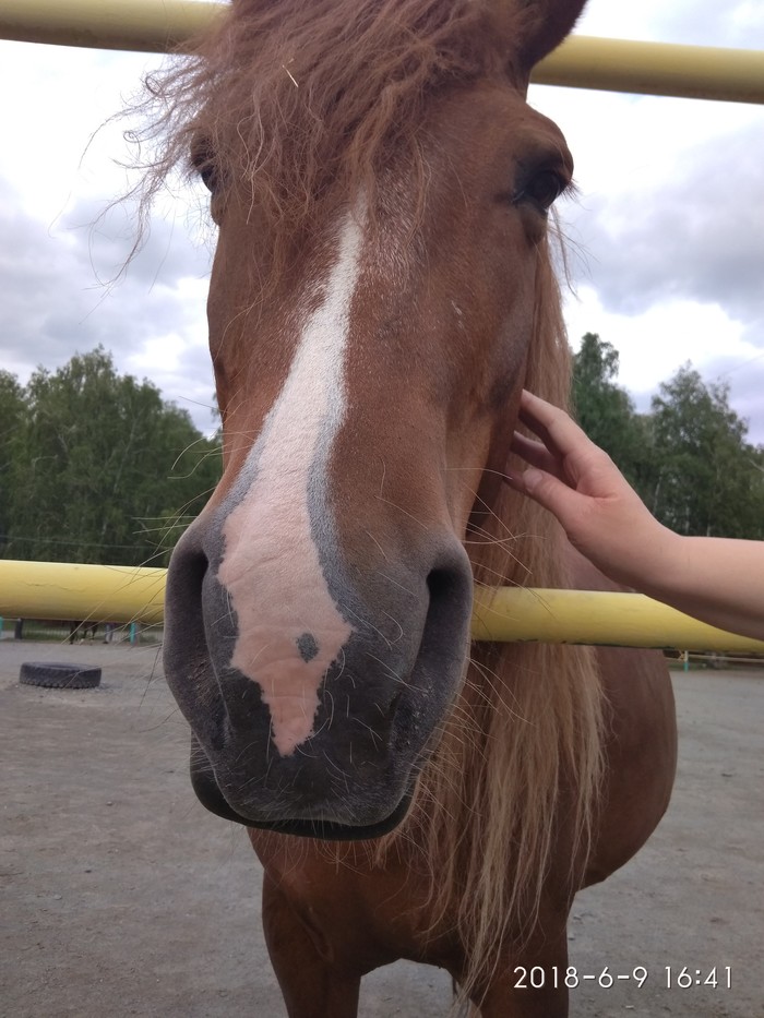 Лошади классные)