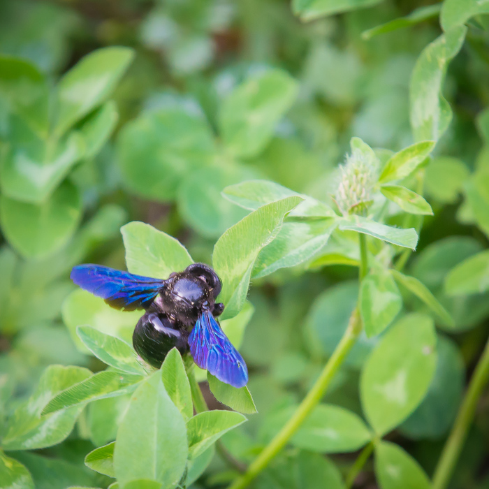 League of Botanists, who is this? - My, Longpost, Insects, Bumblebee, Entomology, Who is this?