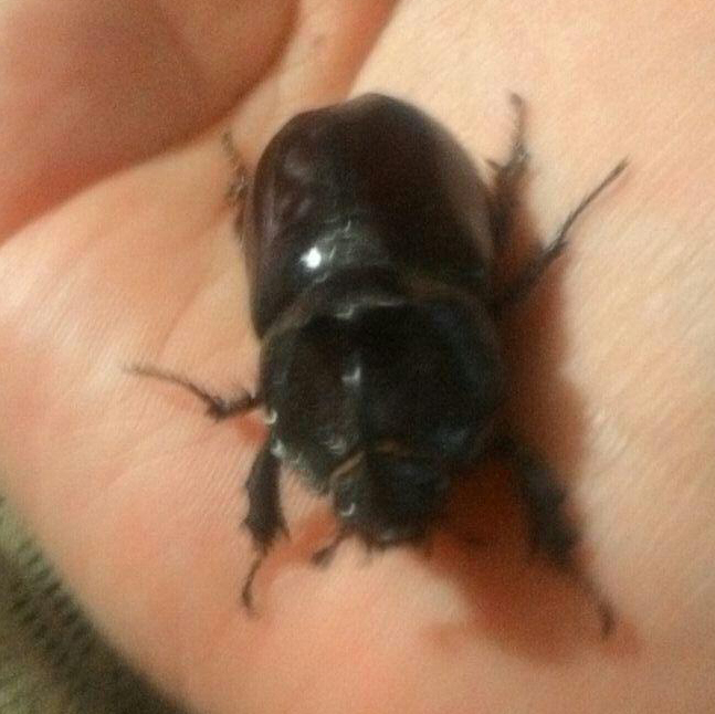 Night guest - My, Rhinoceros beetle, Жуки, Night guests, Photo on sneaker, Longpost, Guests