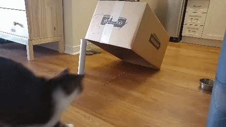 Если кот не хочет лезть в коробку.