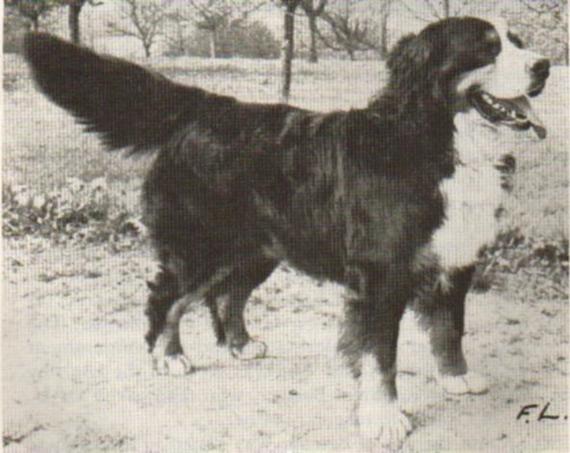 About breeds of dogs. - Dog, Dog breeds, Bernese mountain dog, , Sennenhund, Longpost