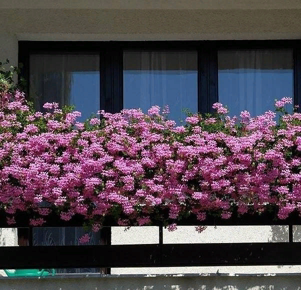 Competition for the most attractive balcony. - NSFW, Humor, The photo, , Flowers, Balcony, Longpost