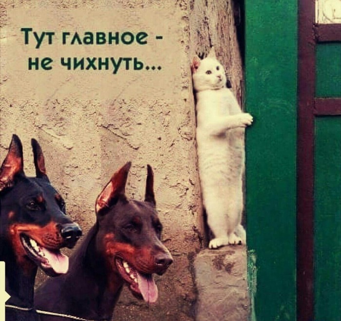 When you are close to failure. - cat, Surveillance, Doberman, Dog