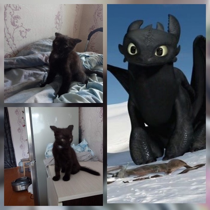 I was wondering who my cat looks like - My, Toothless, Kittens, , Collage, cat