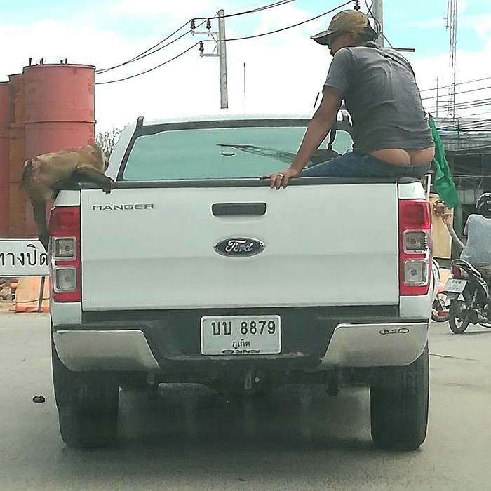 Nothing unusual. - Thailand, Thai, Moped, Dogs and people, Phuket, Longpost