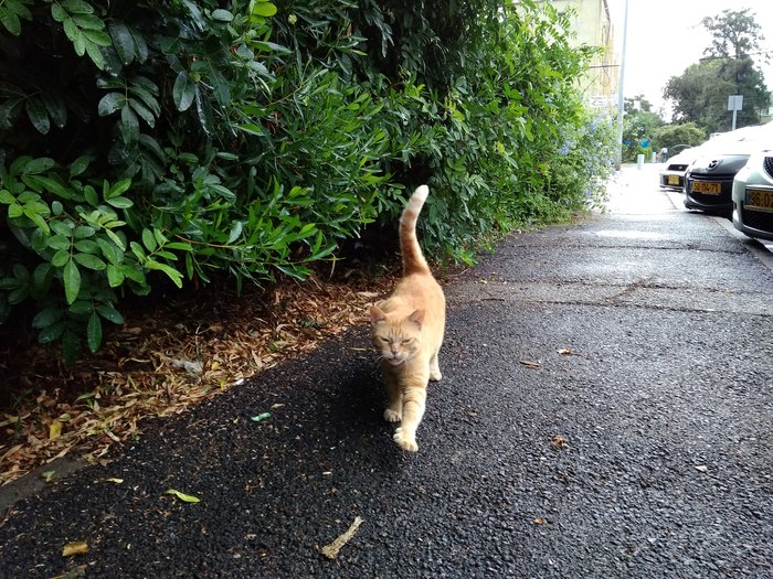 Homeless cats. - Longpost, Street, , My, cat, The photo