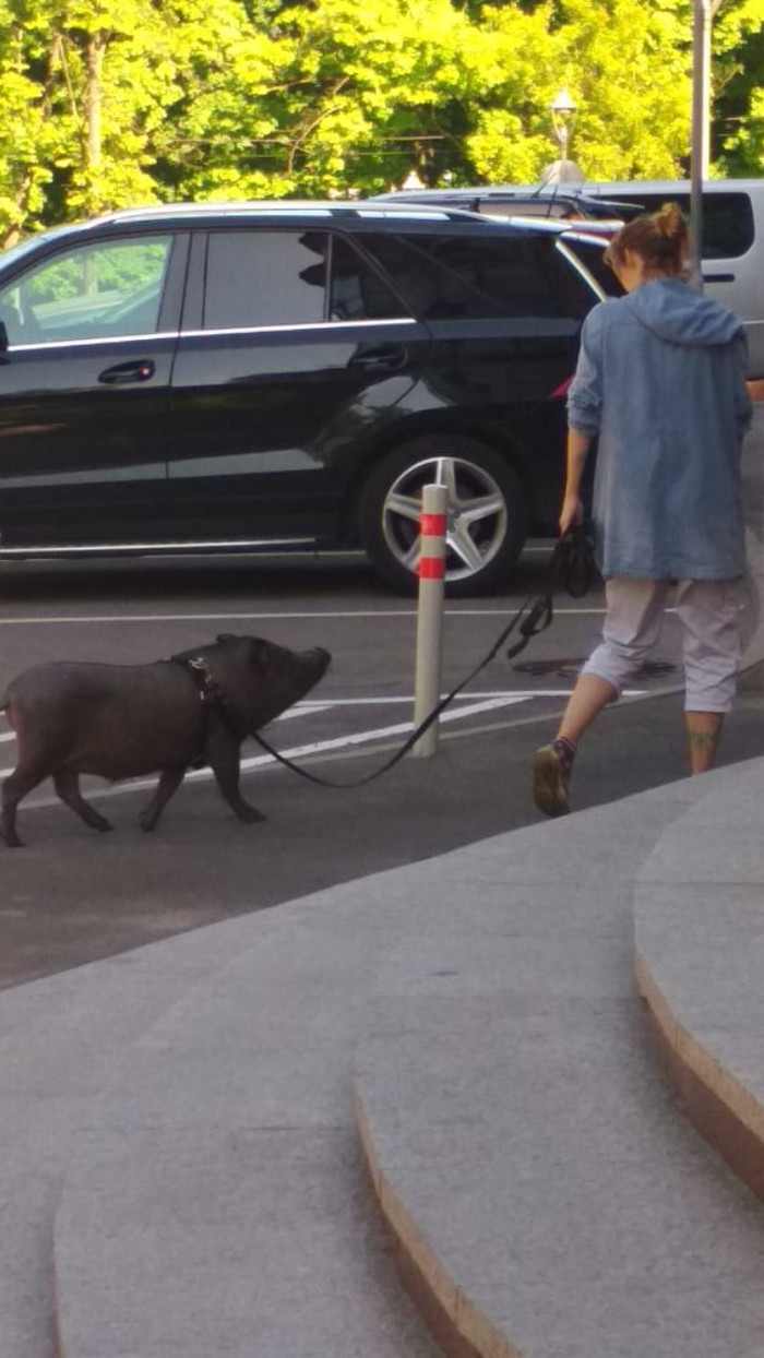 Dogs are out of fashion - My, Dog, Pig, Moscow, Unusual