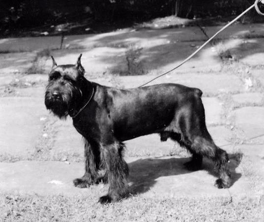 About breeds of dogs. - Dog, Dog breeds, Giant schnauzer, Standard Schnauzer, Schnauzers, Video, Longpost