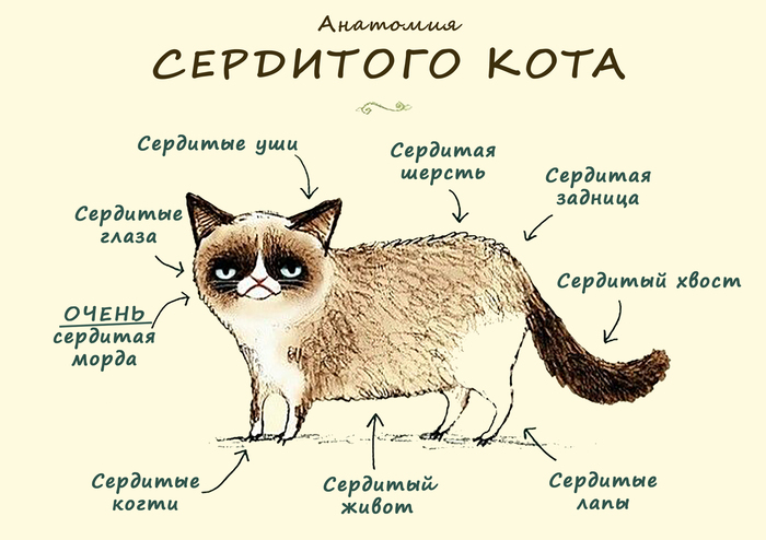 Grumpy cat - cat, Anatomy, Scheme, Catomafia, Evil, Angry, angry