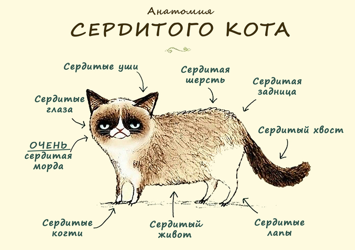 Grumpy Cat - Кот, Анатомия, Схема, Котомафия, Зло, Сердитый, Сердитость