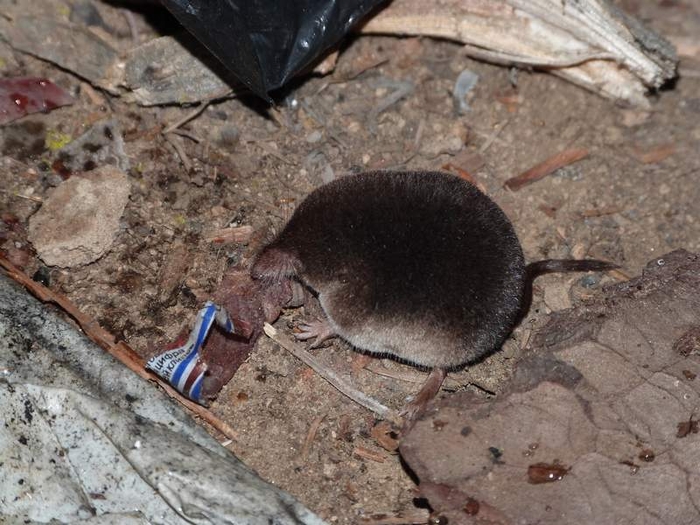 Forest mouse - shrew. - My, Mouse, The photo, Funny animals
