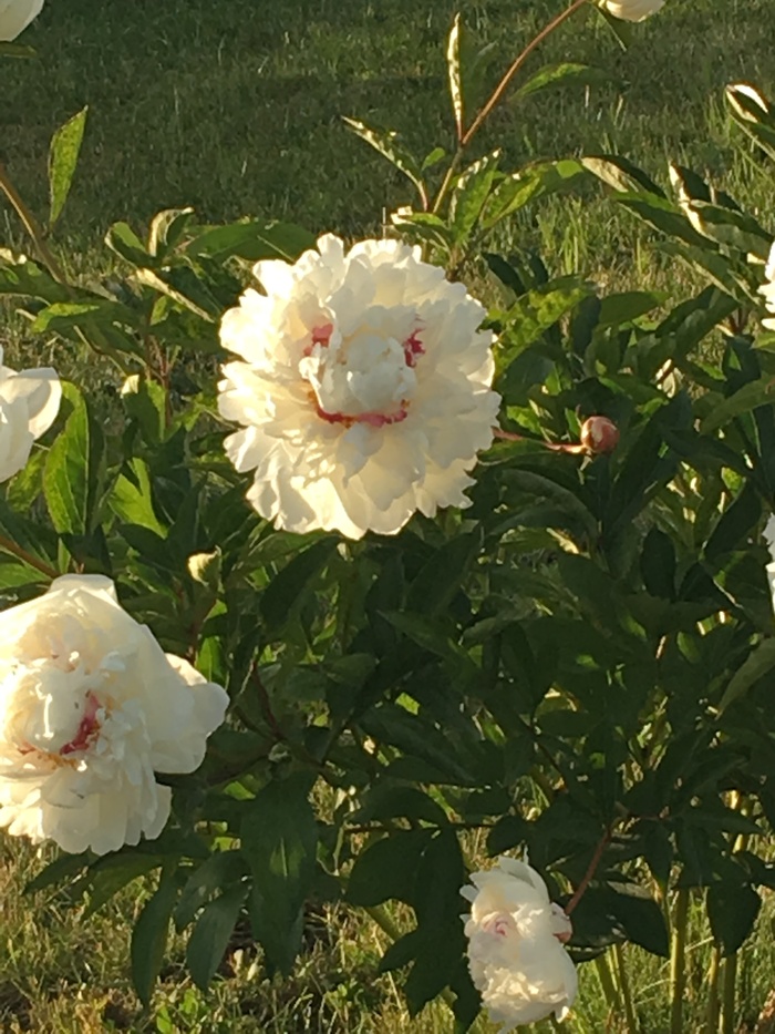 Peony smiles - My, Flowers, Associations