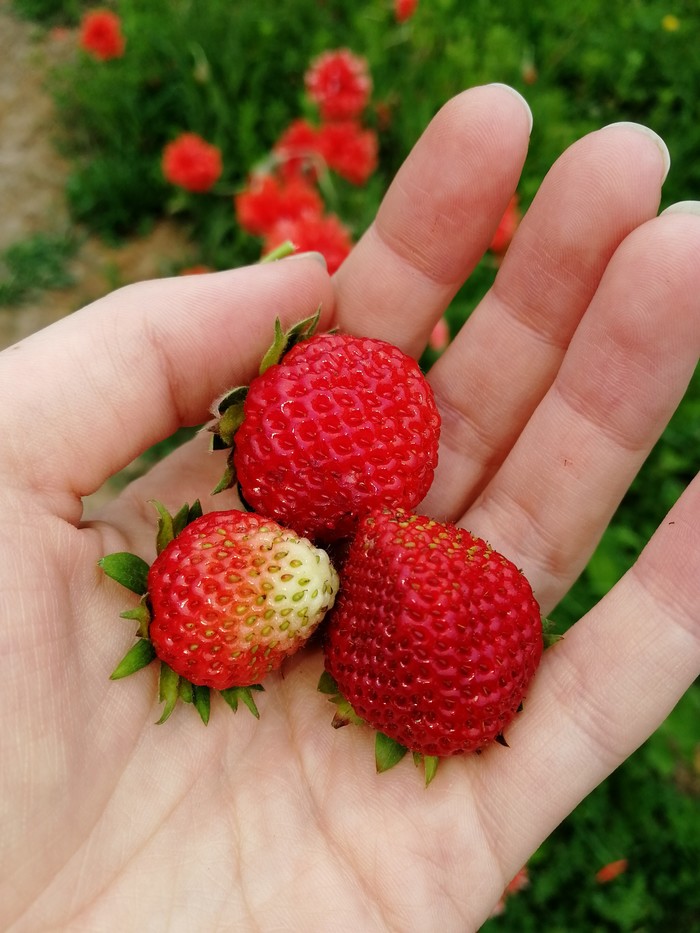 First berry - My, Strawberry, Berries, Harvest, Strawberry (plant)