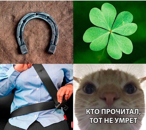 It will save your life - cat, Horseshoe, Person, Safety