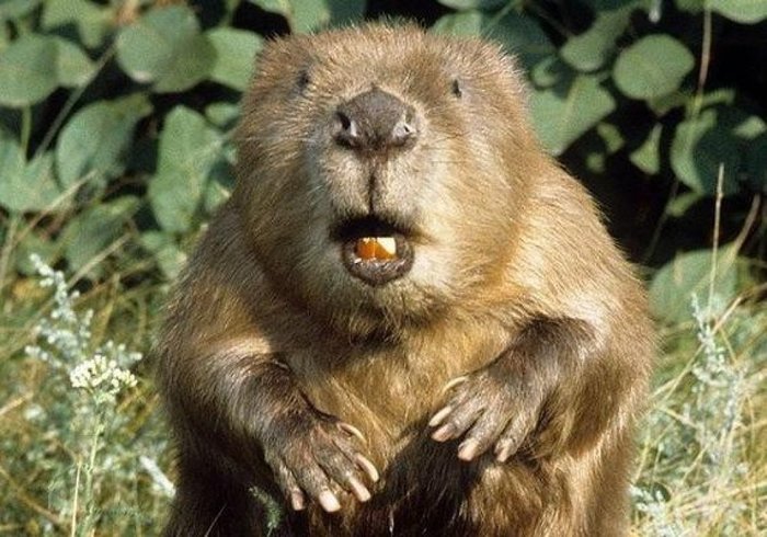 Beaver Stream Whiskey - Whiskey, USA, Alcohol, Beavers, Castoreum, Text, The photo