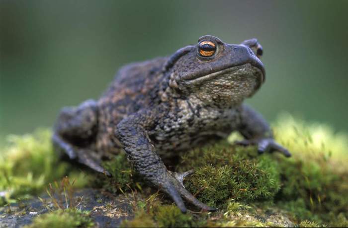 Bufo bufo - Toad, Forest, Moss, Images