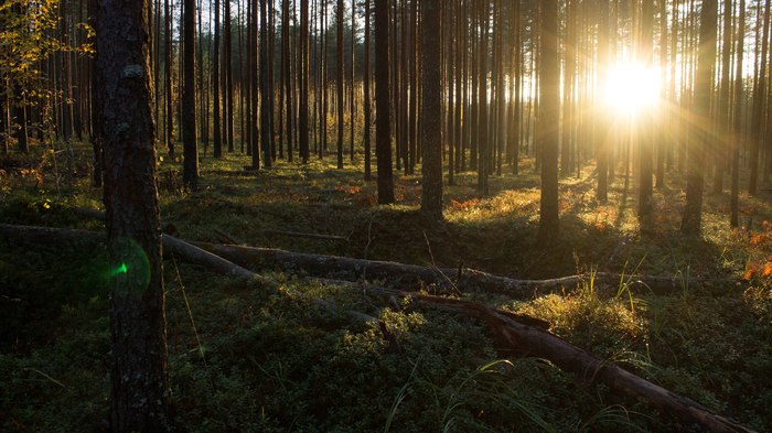 Закаты. Закат, Природа, Начинающий фотограф, Canon, Длиннопост, Фотография